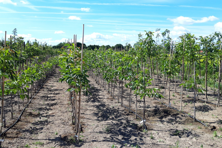 Jonge agroforestrybomen
