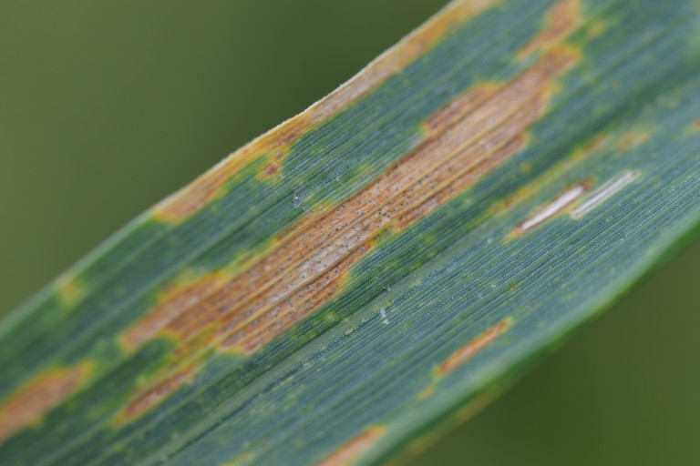 Septoria (Bladvlekken)