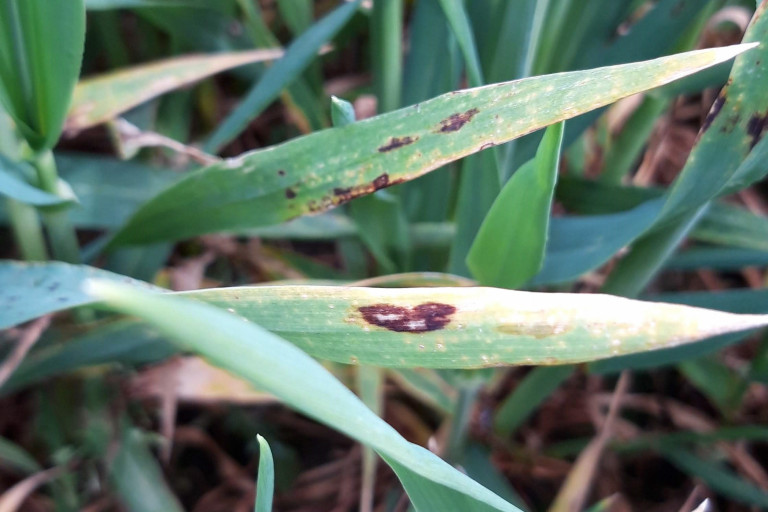 Rynchosporium