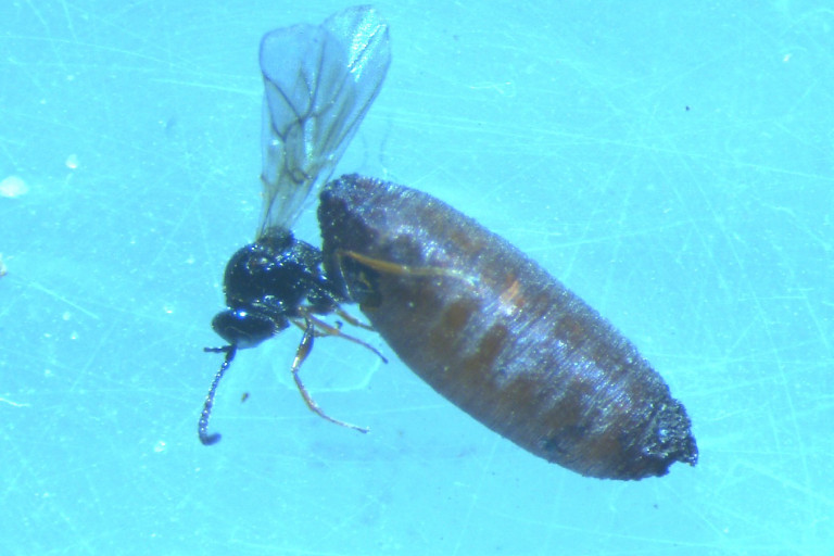 Tribliographa rapae koolvlieg parasitoid