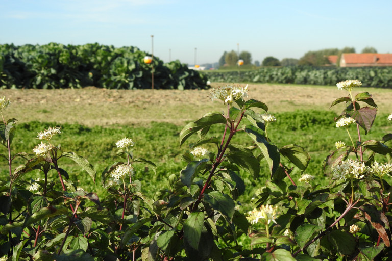 foto heg demoperceel agronatuur