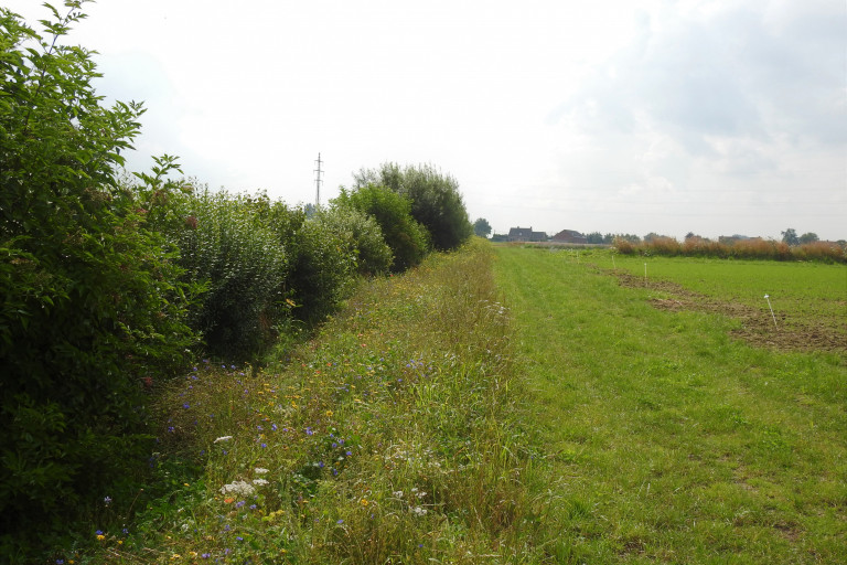 heg en bloemenrand demoperceel agromilieu
