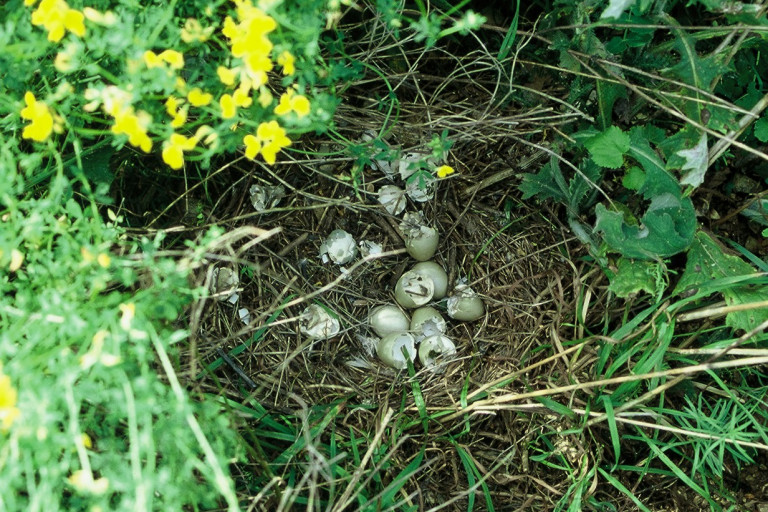 Nest patrijs in beschutting van bloemblok (c) Francis Buner
