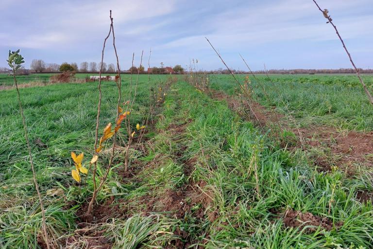 Nieuw aangeplante heg op agroforestryperceel