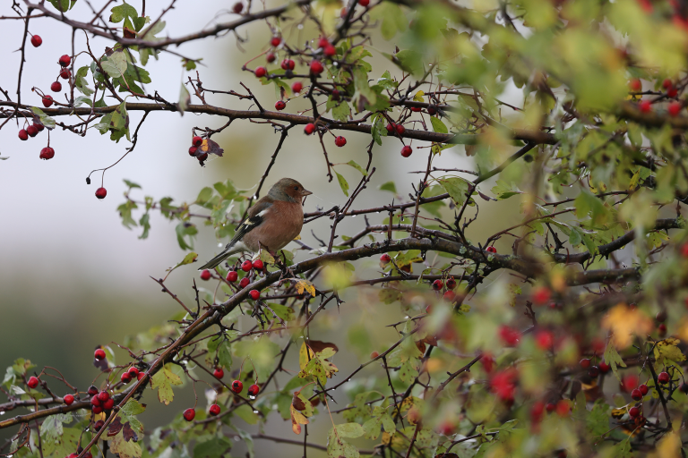 Vink aangetrokken door de bessen van meidoorn