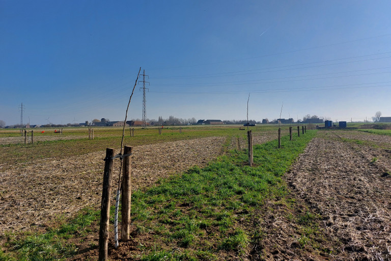 Bomenrijen op agroforestryperceel