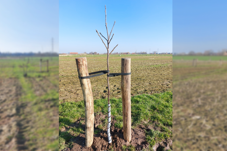 Individuele boom met steunpalen en vraatbescherming