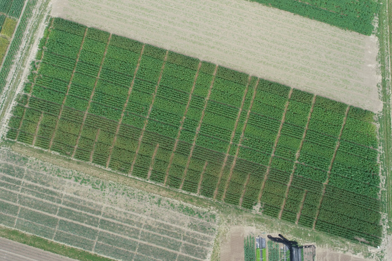 Dronebeeld van het quinoaperceel op 28 juni 2022