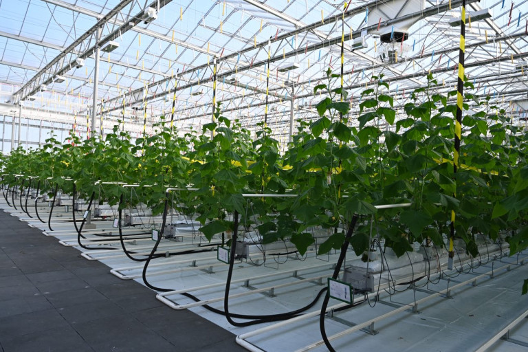 Agrotopia_vruchtgroenten