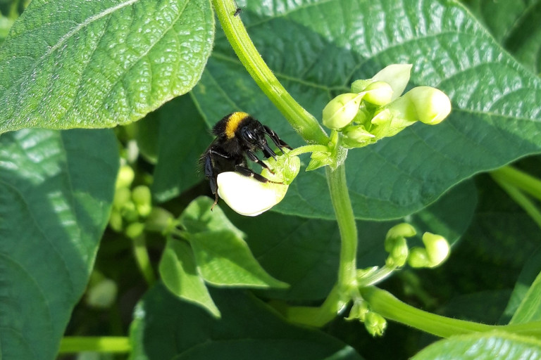 aardhommel nectarroof bonen
