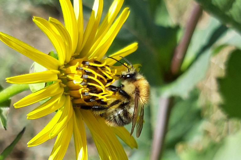 Akkerhommel man op zonnekroon.