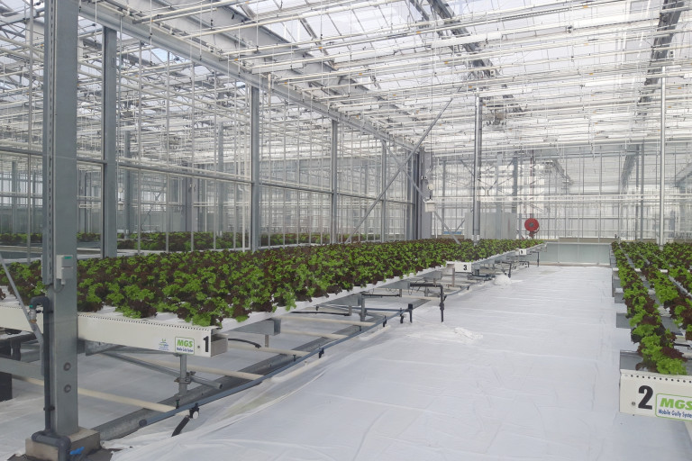 Agrotopia_bladgewassen_NFTklein