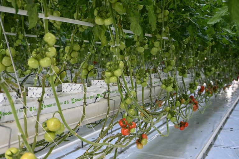 Agrotopia_tomaat