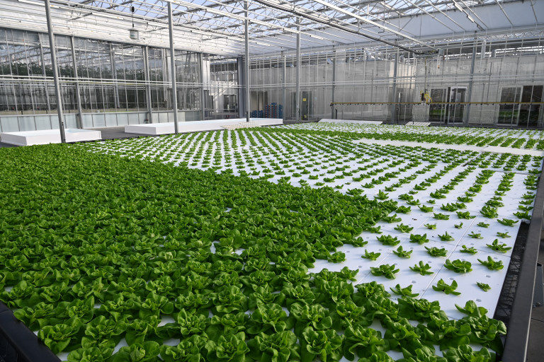Agrotopia_Bladgewassen_DFT