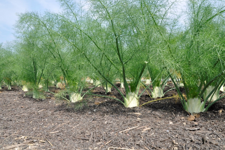 Mulch in biologische venkel