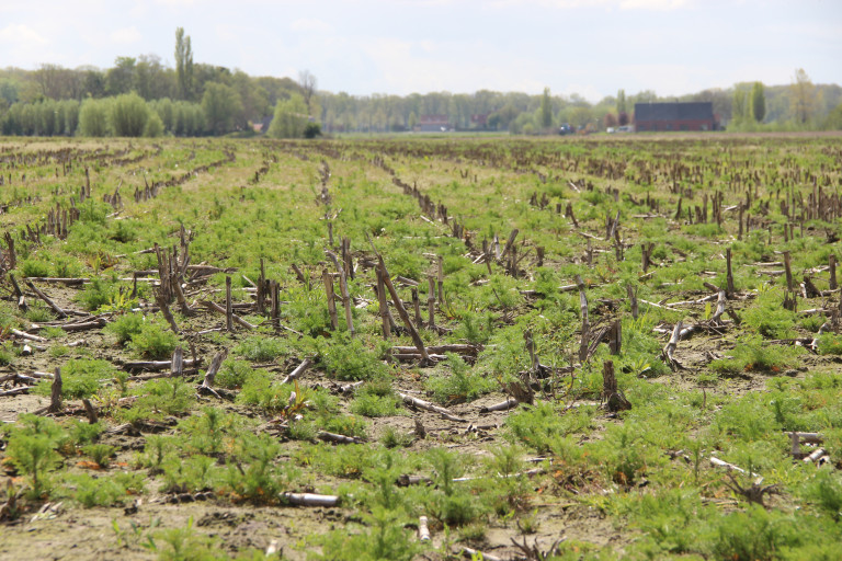 Maisstoppel als geschikt broedhabitat voor kievit