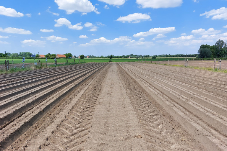 Inzetstrook voor oogst van prei in agroforestry