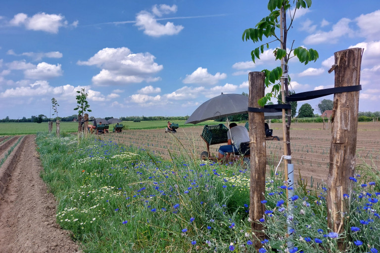 Planten van prei op het agroforestryperceel