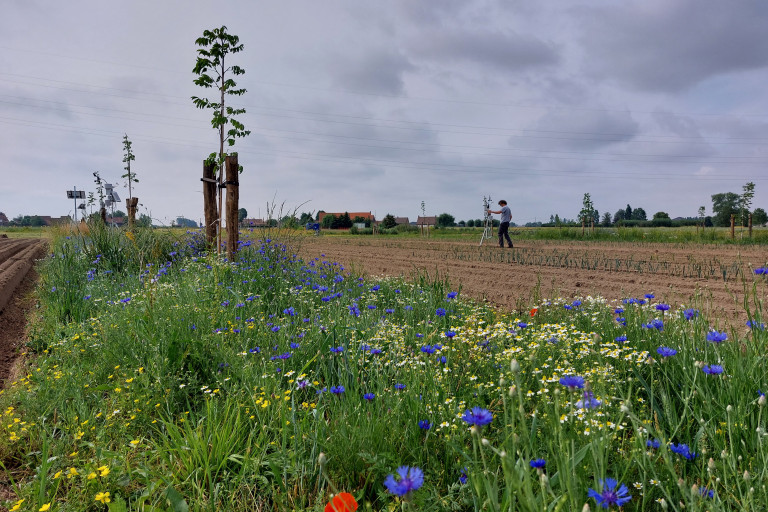 Bloeiende boomstrook agroforestryperceel