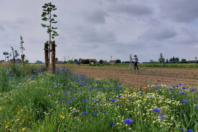 Bloeiende boomstrook agroforestryperceel