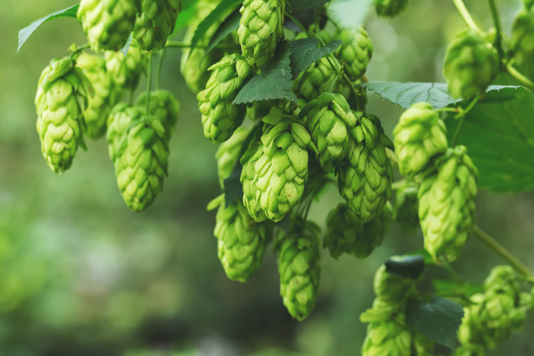 Hop_bel_AdobeStock