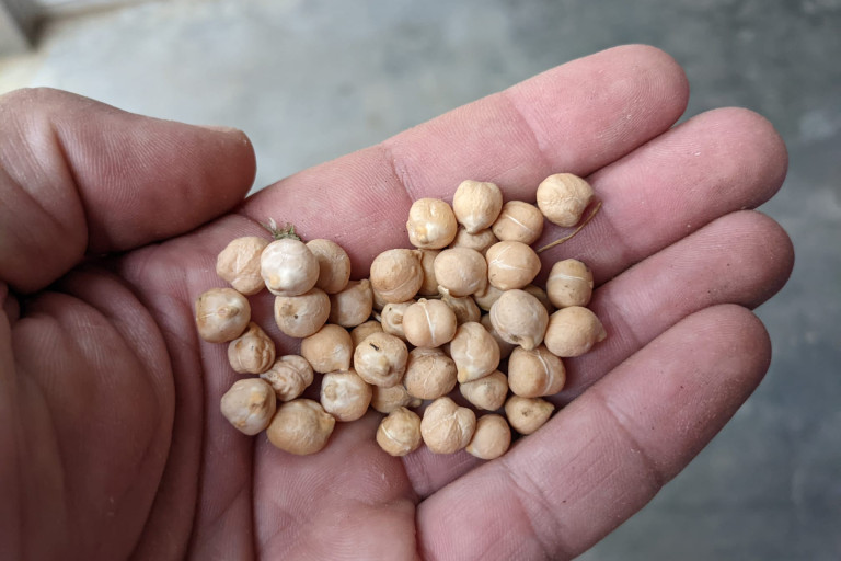 kikkererwten in hand