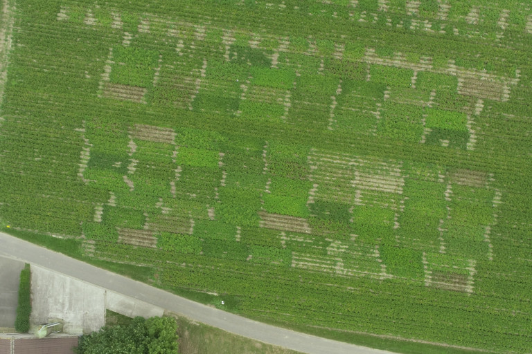 Op de luchtfoto van de rassenproef genomen op 18 augustus 2023 is het verschil te zien tussen resistente en gevoelige rassen