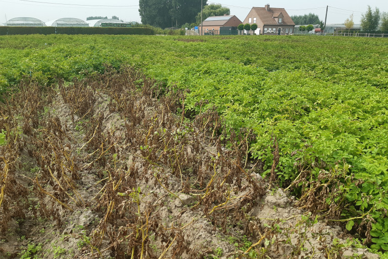 Aardappelplaag in de bio rassenproef