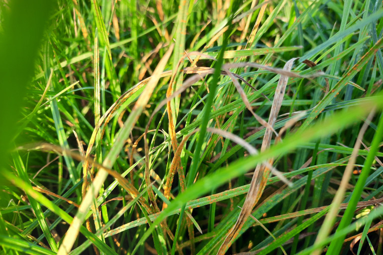 Kroonroest gras