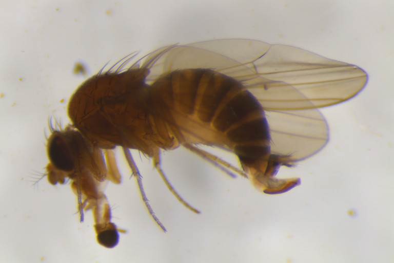 Vrouwtje Drosophila suzukii