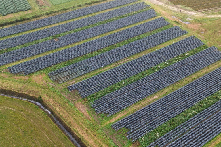 Luchtbeeld toont verlies aan teeltoppervlakte door agroforestry inrichting