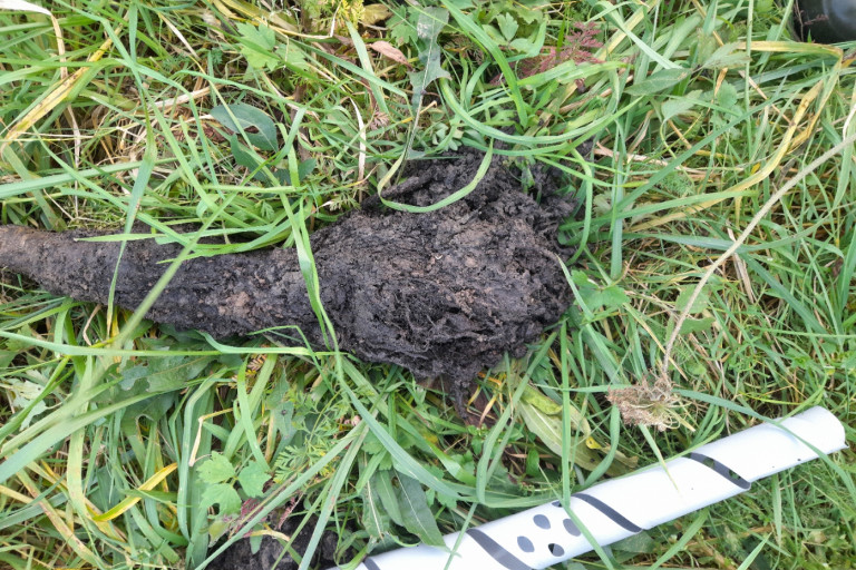 Na uitgraven van uitgevallen walnoten bleken wortels verrot