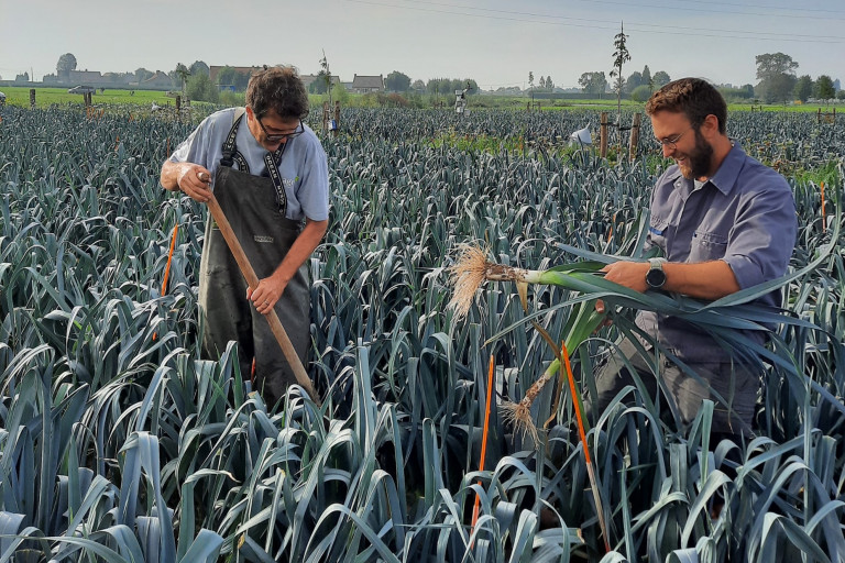 Opbrengstbepaling prei op agroforestryperceel