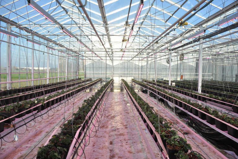 licht_aardbei_agrotopia