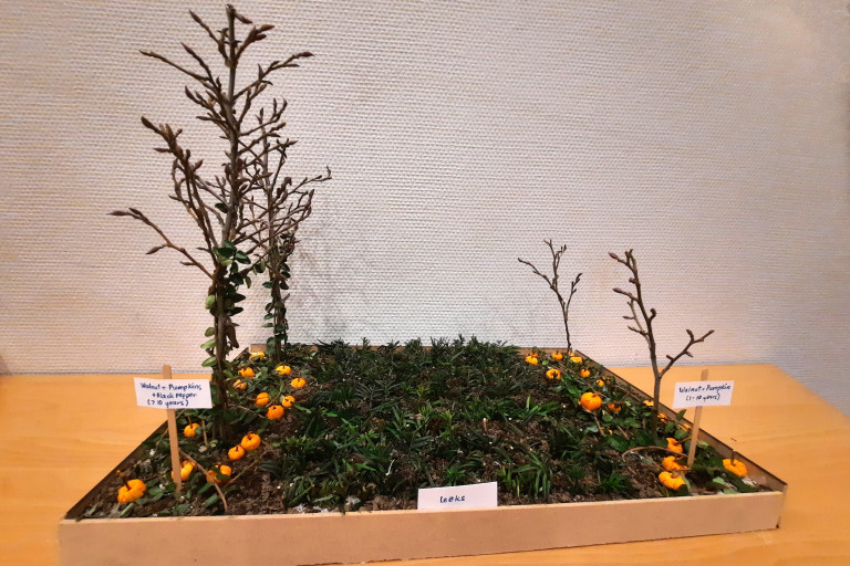 Agroforestry maquette pompoen