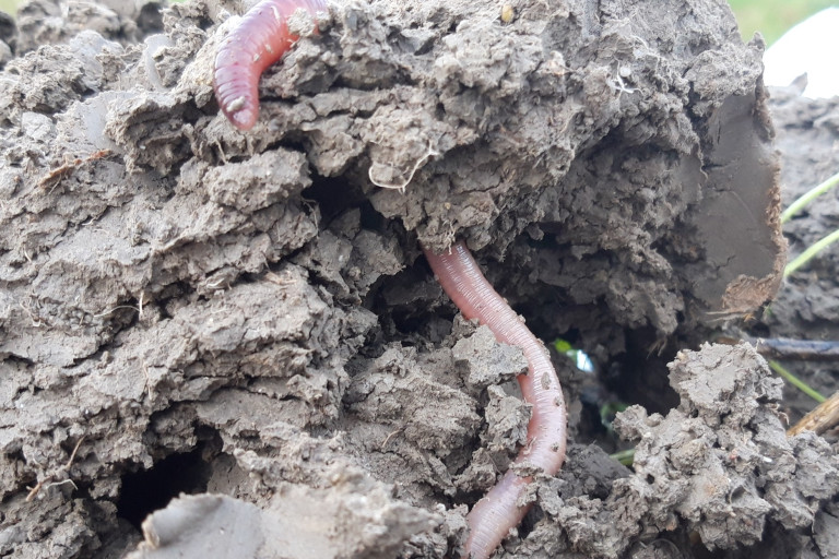 Regenworm in bloemenblok voor patrijs