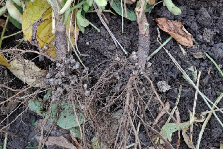 wortelknobbel rhizobium edamame