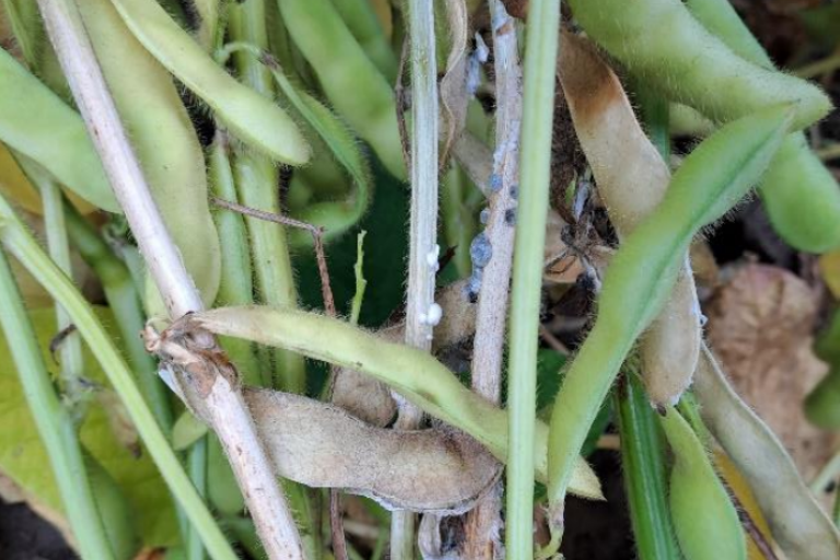 Sclerotinia edamame