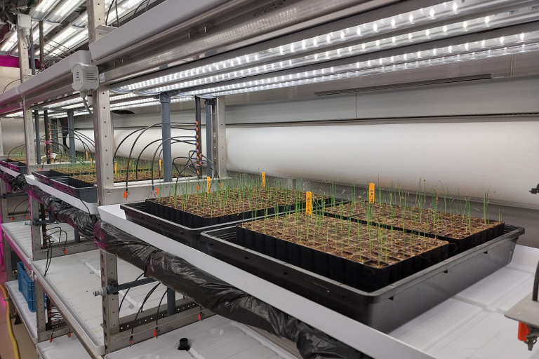 opkweek preiplantgoed