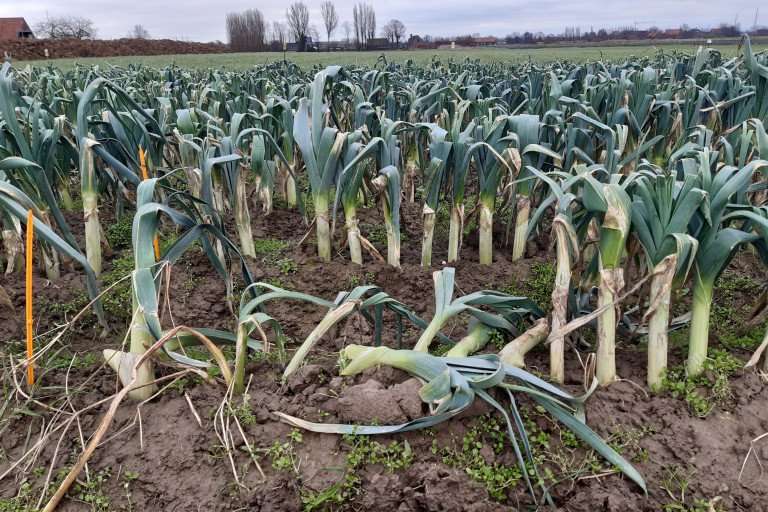 Omgevallen prei in de rassenproef winterprei bio 2023