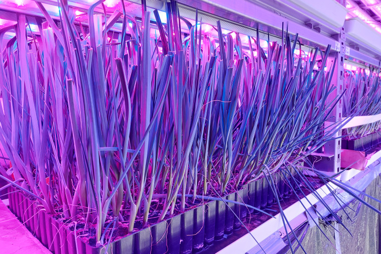 opkweek preiplantgoed