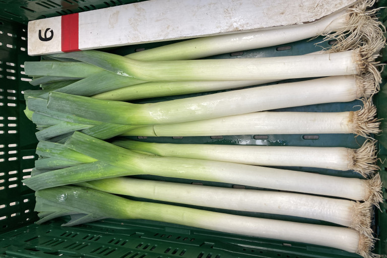 Het ras E65D.105 (Enza) in de bak uit de rassenproef winterprei bio 2023-2024