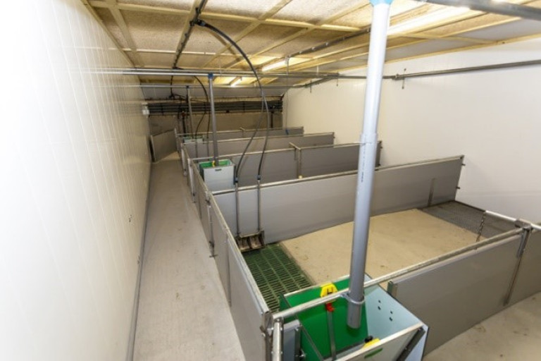 stal dagontmesting varken