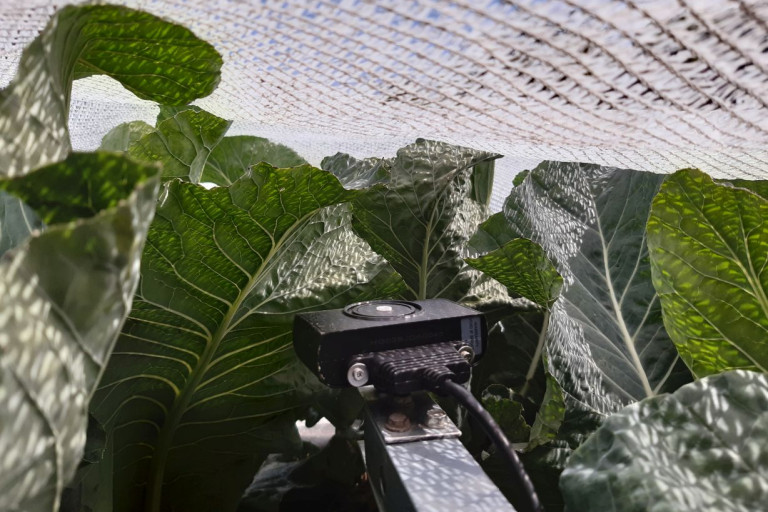 Sensor onder Howicover in bloemkool PSKW