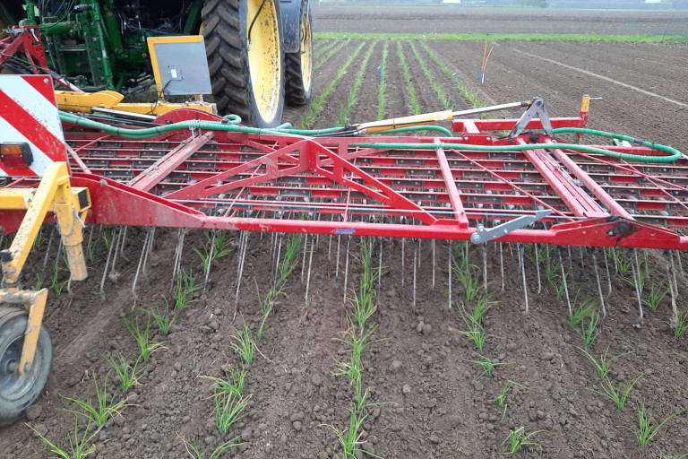 Eerste wiedegbeurt in geplante zaaiui 5 dagen na planten. 