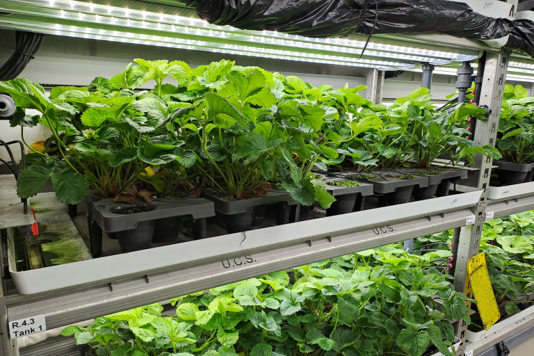 Plantgoed aardbei teeltcontainer