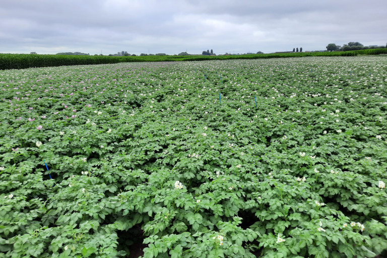 Gefractioneerd bemesten aardappelen (proef 2023)