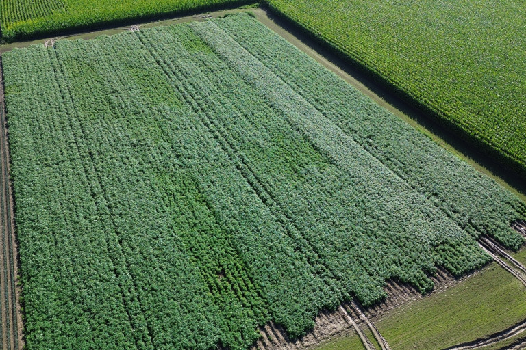 Gefractioneerd bemesten aardappelen (proef 2023)