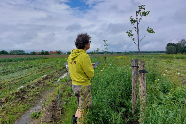 Bladontwikkeling van de notenbomen op het agroforestryperceel wordt opgevolgd.