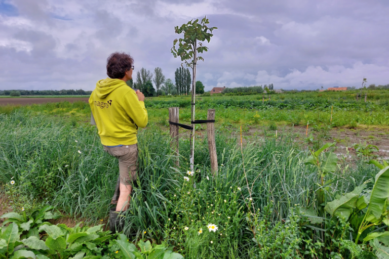 Scoren ontwikkeling notenbomen